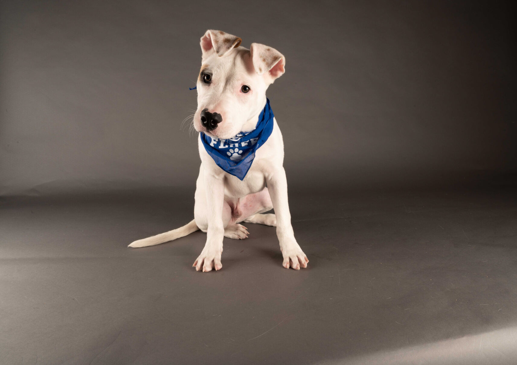 PUPPY BOWL XVII